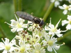 Platycheirus albimanus