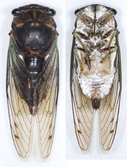 Neotibicen tibicen tibicen