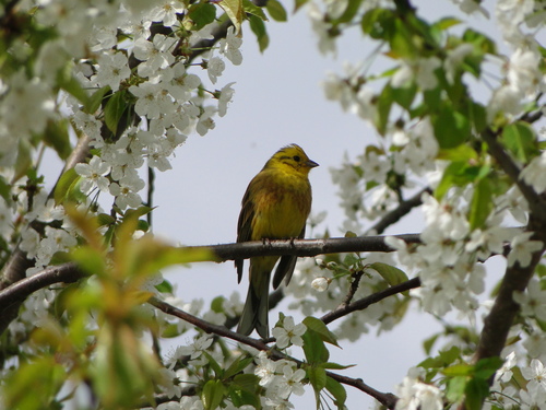Escribano cerillo (Emberiza citrinella)