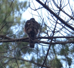 Accipiter rufiventris