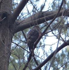 Accipiter rufiventris