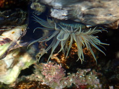 Anthothoe albocincta