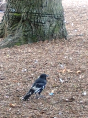 Corvus corone corone