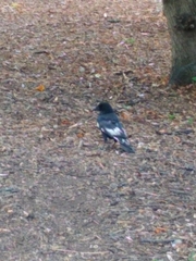 Corvus corone corone