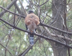 Accipiter rufiventris