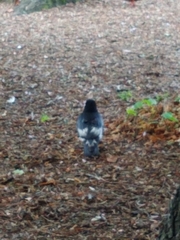 Corvus corone corone