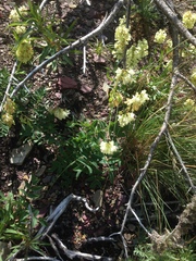 Hedysarum sulphurescens