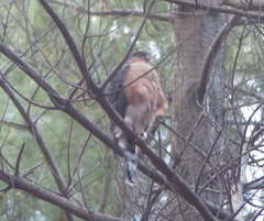Accipiter rufiventris