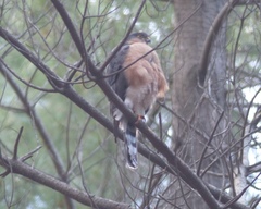 Accipiter rufiventris