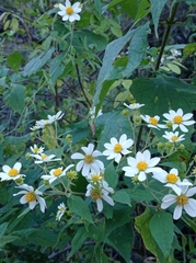 Montanoa leucantha