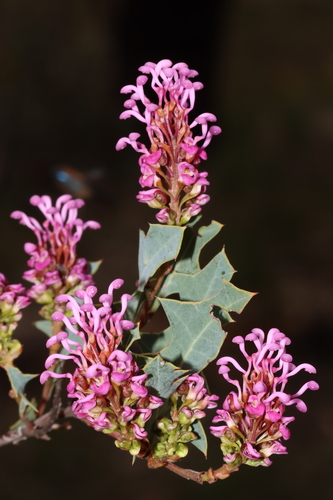Image of Oak-Leaf Grevillea (Grevillea quercifolia) by (c) Tim Hammer, some rights reserved (CC BY)
