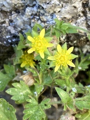 Ivesia saxosa