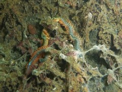 Alitta virens