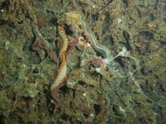 Alitta virens