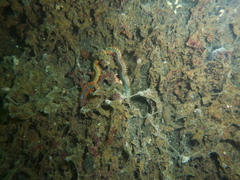Alitta virens