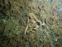 Alitta virens