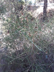 Adenocarpus telonensis