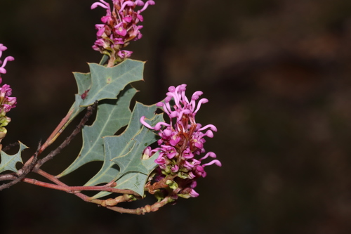 Image of Oak-Leaf Grevillea (Grevillea quercifolia) by (c) Tim Hammer, some rights reserved (CC BY)