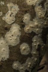 Radulomyces confluens