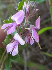 Indigofera filiformis