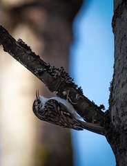 Certhia familiaris