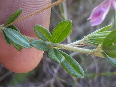 Indigofera filiformis