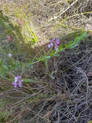 Indigofera filiformis