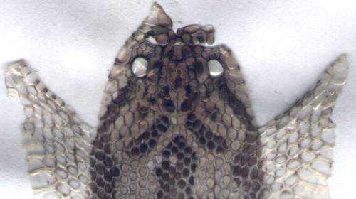 Darevsky's Viper