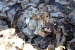 Saccostrea cuccullata