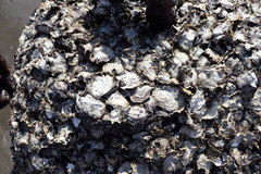 Saccostrea cuccullata