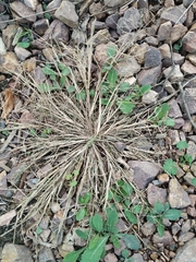 Eragrostis amurensis