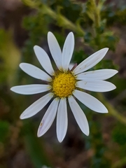 Polyarrhena reflexa reflexa