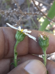 Polyarrhena reflexa reflexa