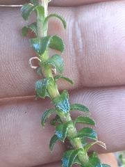 Polyarrhena reflexa reflexa