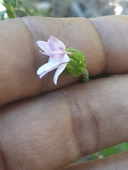 Polyarrhena reflexa reflexa