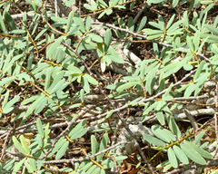 Euphorbia celastroides