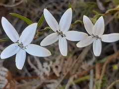 Cyphia volubilis volubilis