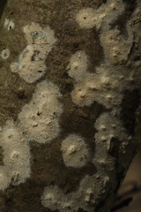 Radulomyces confluens