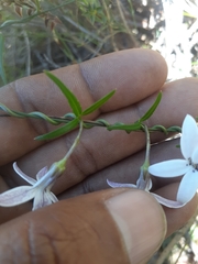 Cyphia volubilis volubilis