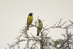 Coccothraustes abeillei