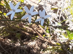 Cyphia volubilis volubilis