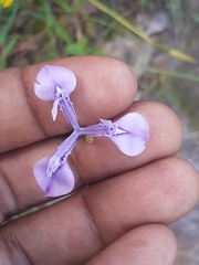 Moraea tripetala tripetala