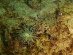 Sagartiogeton undatus