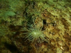 Sagartiogeton undatus