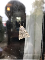 Polymixis flavicincta