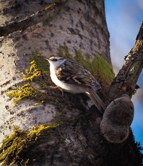 Certhia familiaris