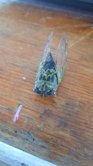Neotibicen linnei