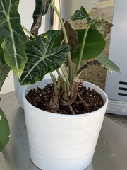 Alocasia × mortfontanensis