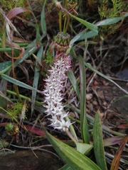 Wurmbea spicata