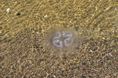 Aurelia aurita
